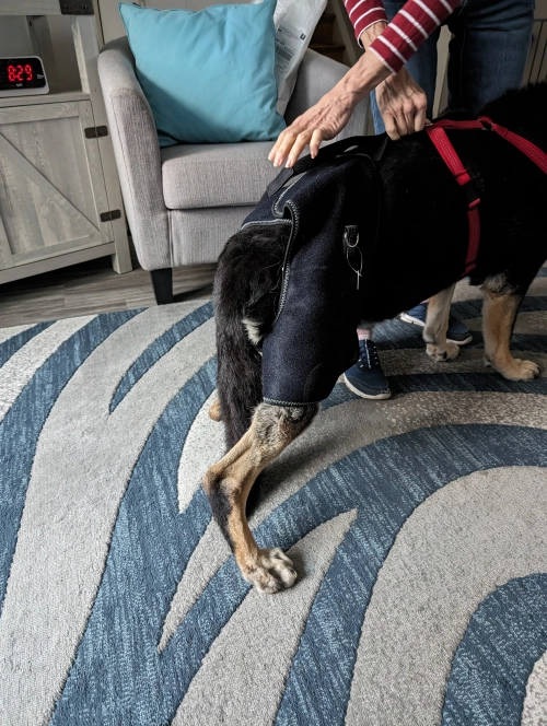 LISPOO Dog Hip Brace with Handle review 