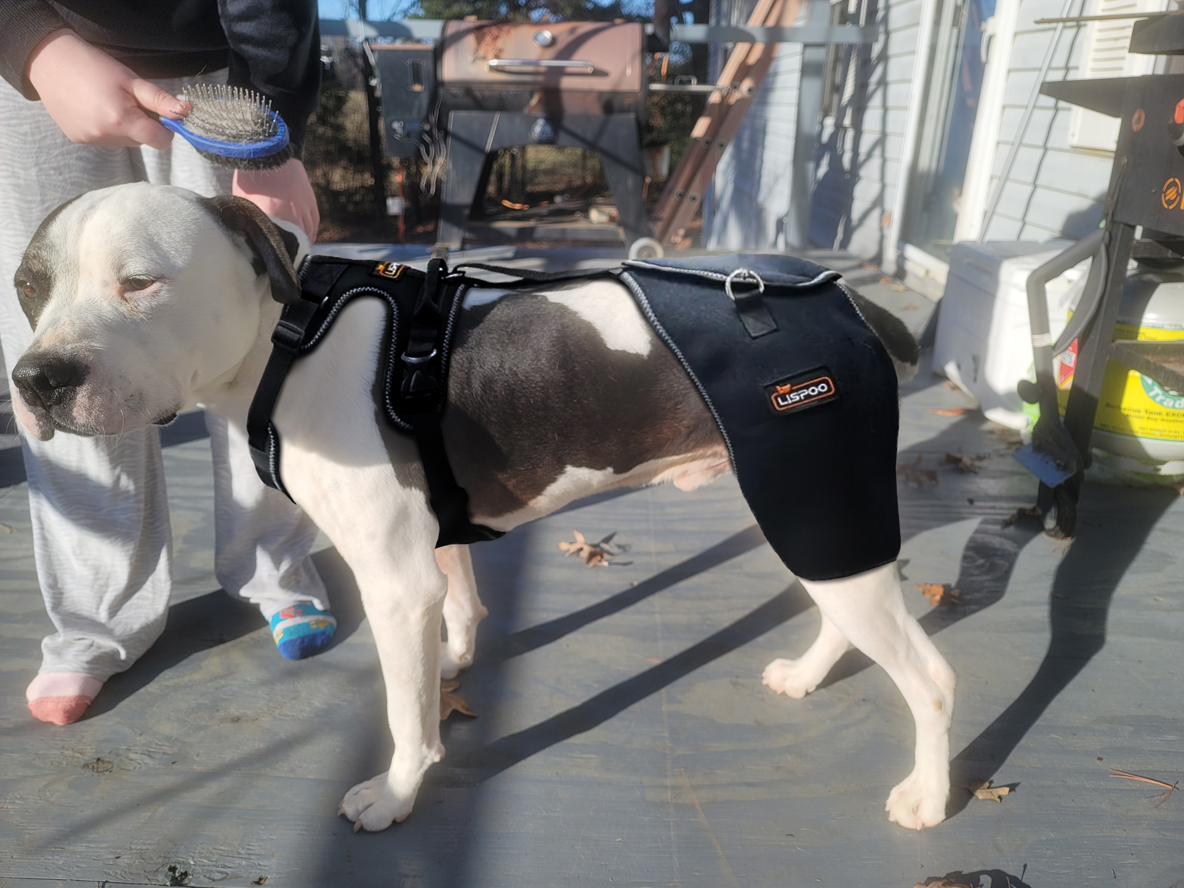 LISPOO Dog Hip Dysplasia Brace with Handle review 0