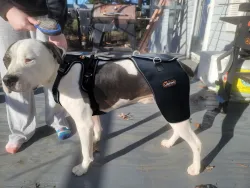 LISPOO Dog Hip Dysplasia Brace with Handle review Emmanuel Oscar