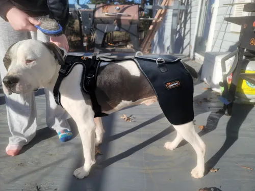 LISPOO Dog Hip Dysplasia Brace with Handle review 