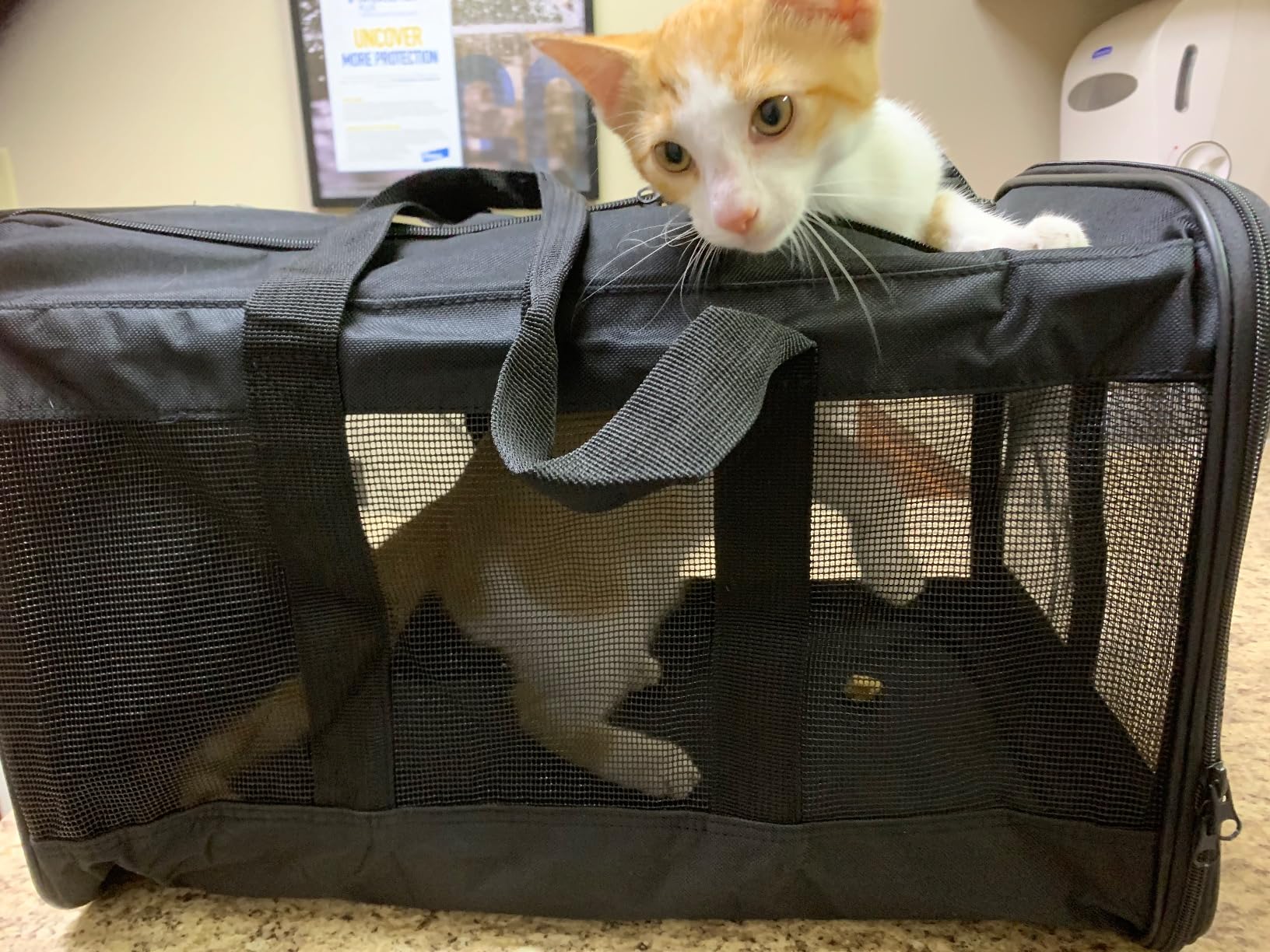 Tsa Approved In-Cabin Pet Carrier review Wright Swinburne