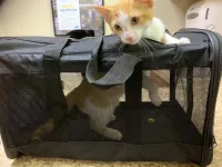 Tsa Approved In-Cabin Pet Carrier review 0
