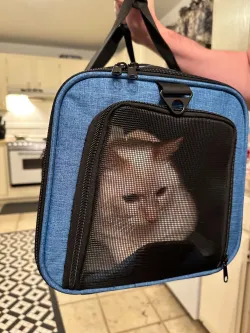 Tsa Approved In-Cabin Pet Carrier review Dennis Tomlinson