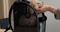 Portable Pet Backpack for Cats, Dogs and Small Animals review 0