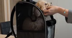 Portable Pet Backpack for Cats, Dogs and Small Animals review Wright