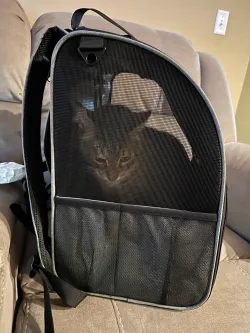 Portable Pet Backpack for Cats, Dogs and Small Animals review Bowen Lowell