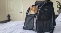 Portable Pet Backpack for Cats, Dogs and Small Animals review 0