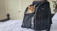 Portable Pet Backpack for Cats, Dogs and Small Animals review 0