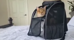 Portable Pet Backpack for Cats, Dogs and Small Animals review Alexia Funk
