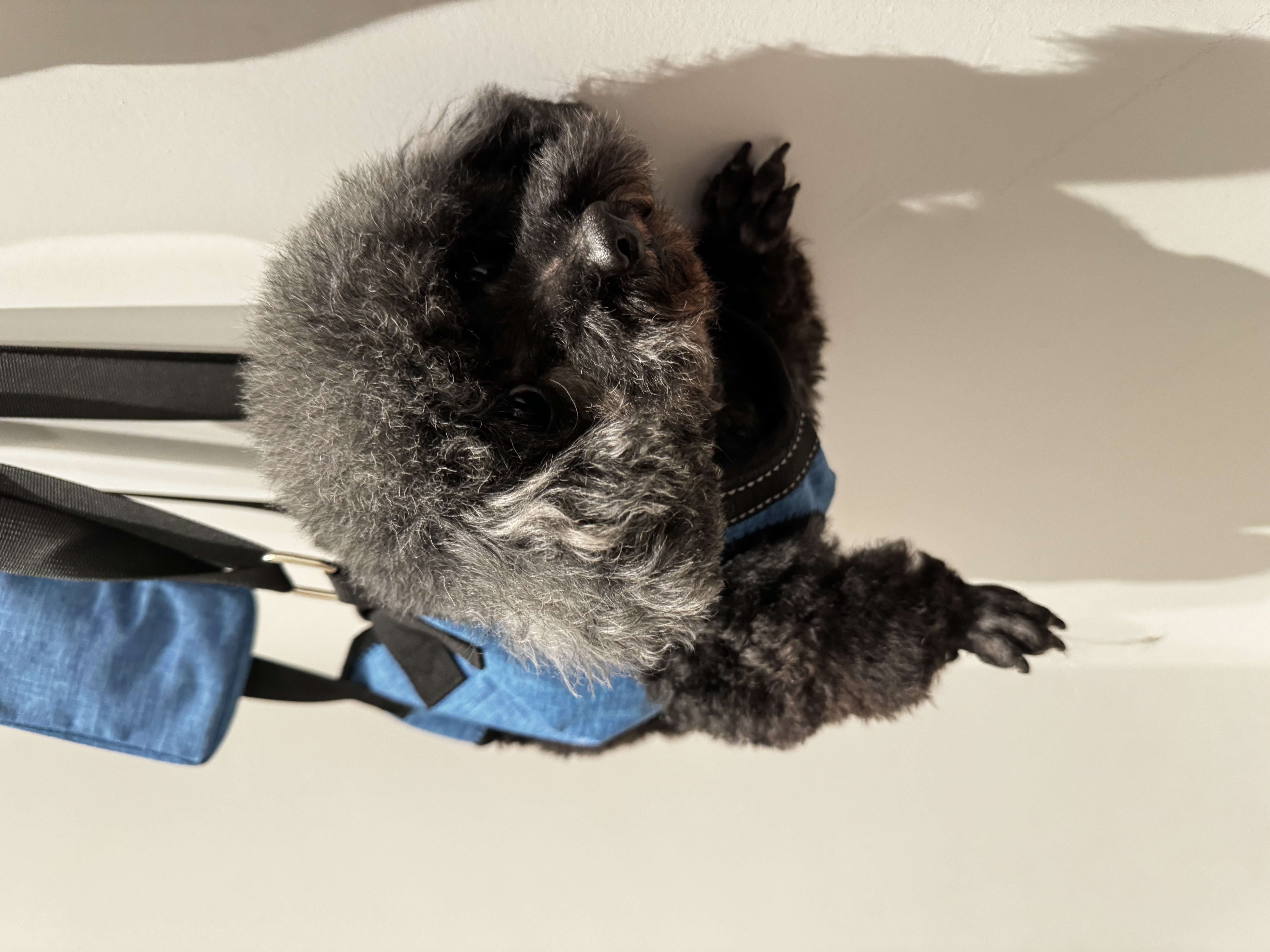 Dog Lift and Mobility Support Harness review Cecilia Whittier