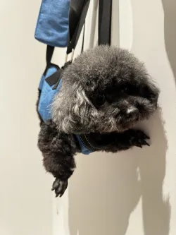 Dog Lift and Mobility Support Harness review Cecilia Whittier