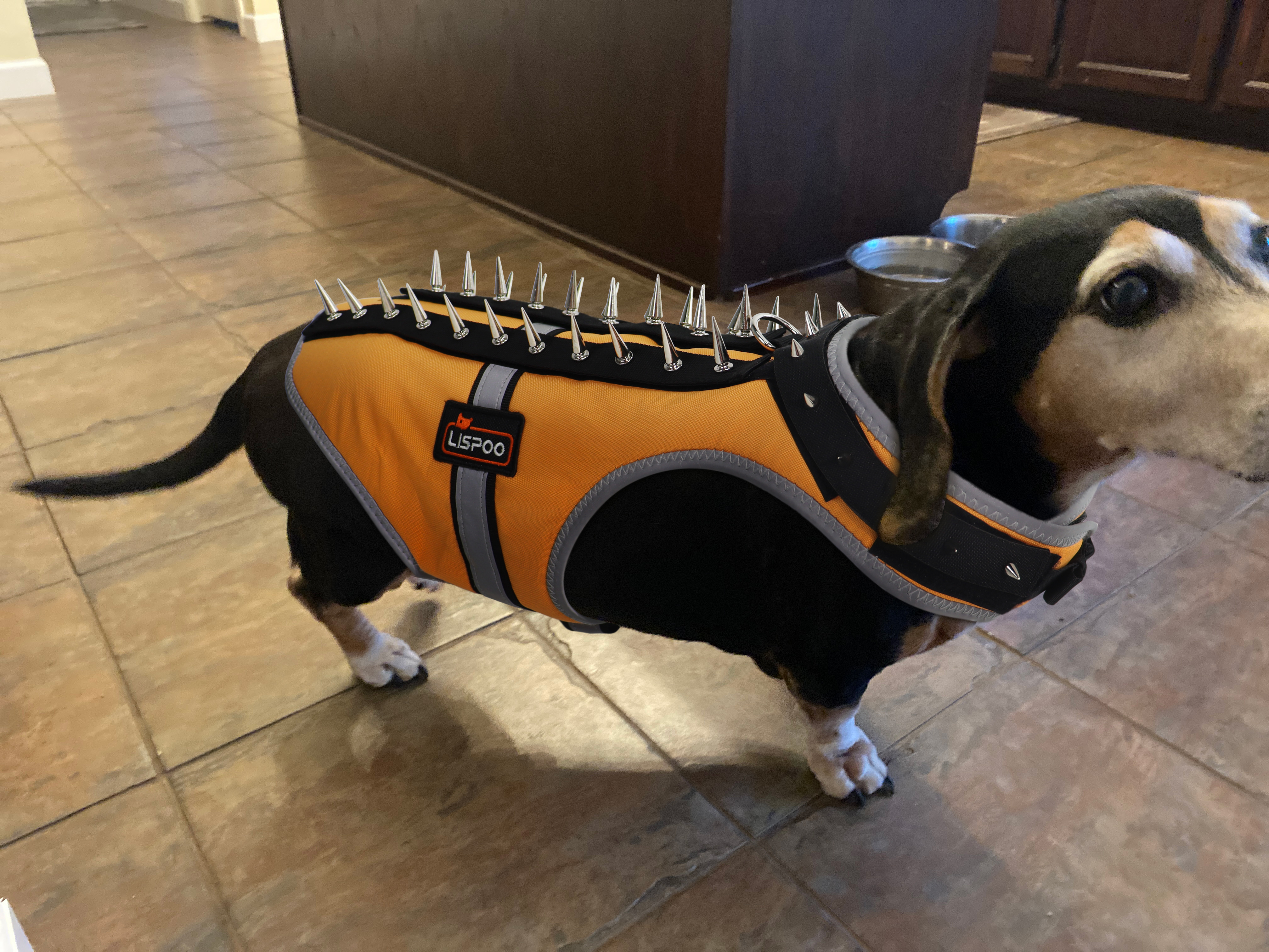 Field Protection Vest for Small and Medium Dogs review Earl Broad
