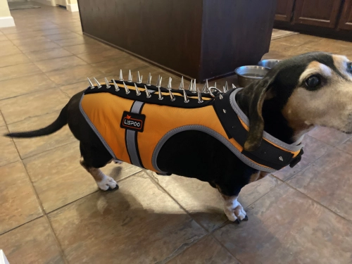 Field Protection Vest for Small and Medium Dogs review 