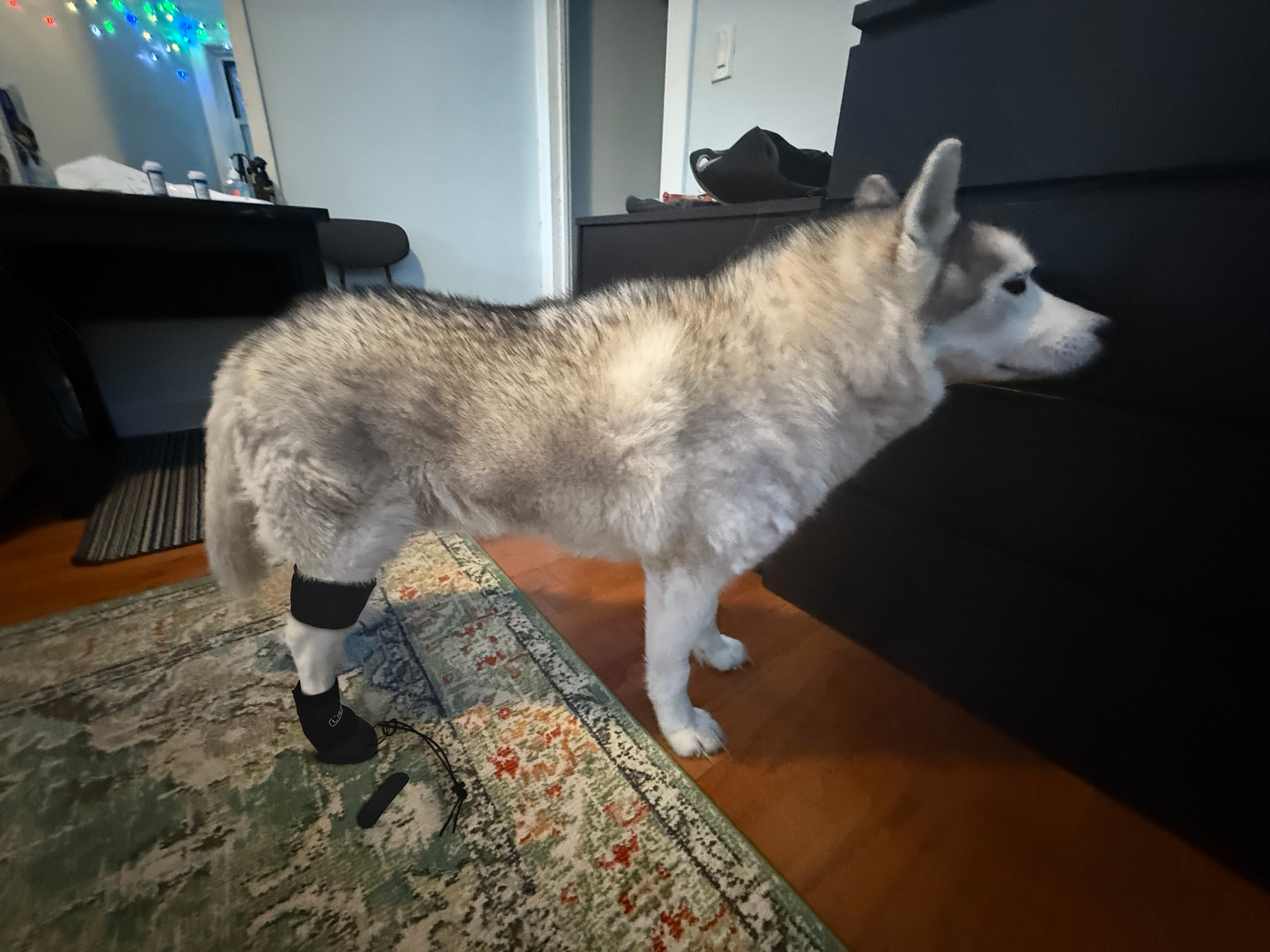 LISPOO Dog Paw Protection Boots review Paula Juliana