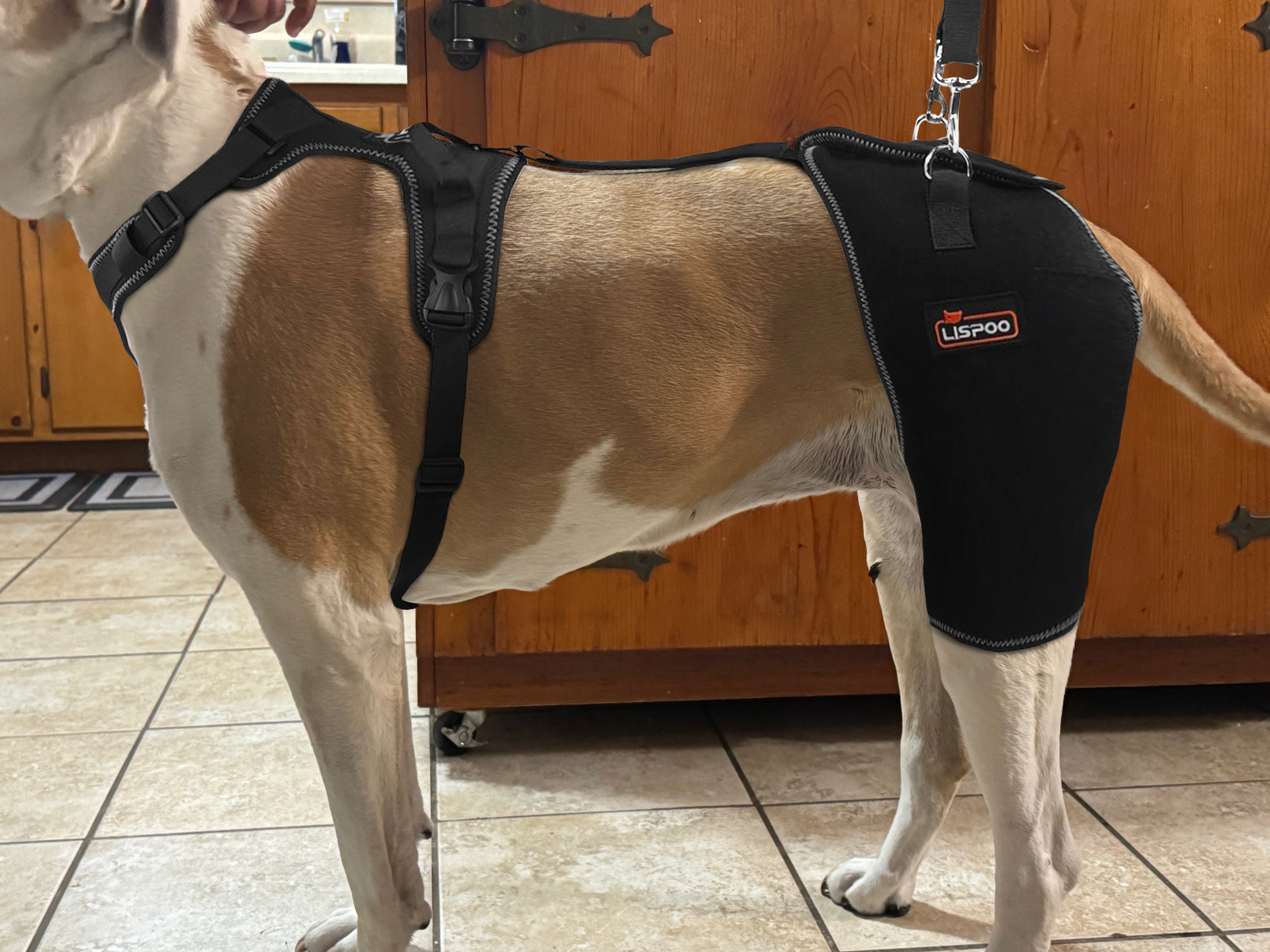 LISPOO Dog Hip Dysplasia Brace with Handle review Haley Ann