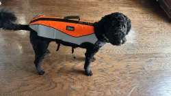 Comfy Canine Float Coat review Grover IV.