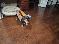 Comfortable Life Jacket for Dogs review 0