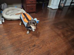 Comfortable Life Jacket for Dogs review Raymond Sweet