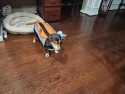 Comfy Canine Float Coat review Raymond Sweet