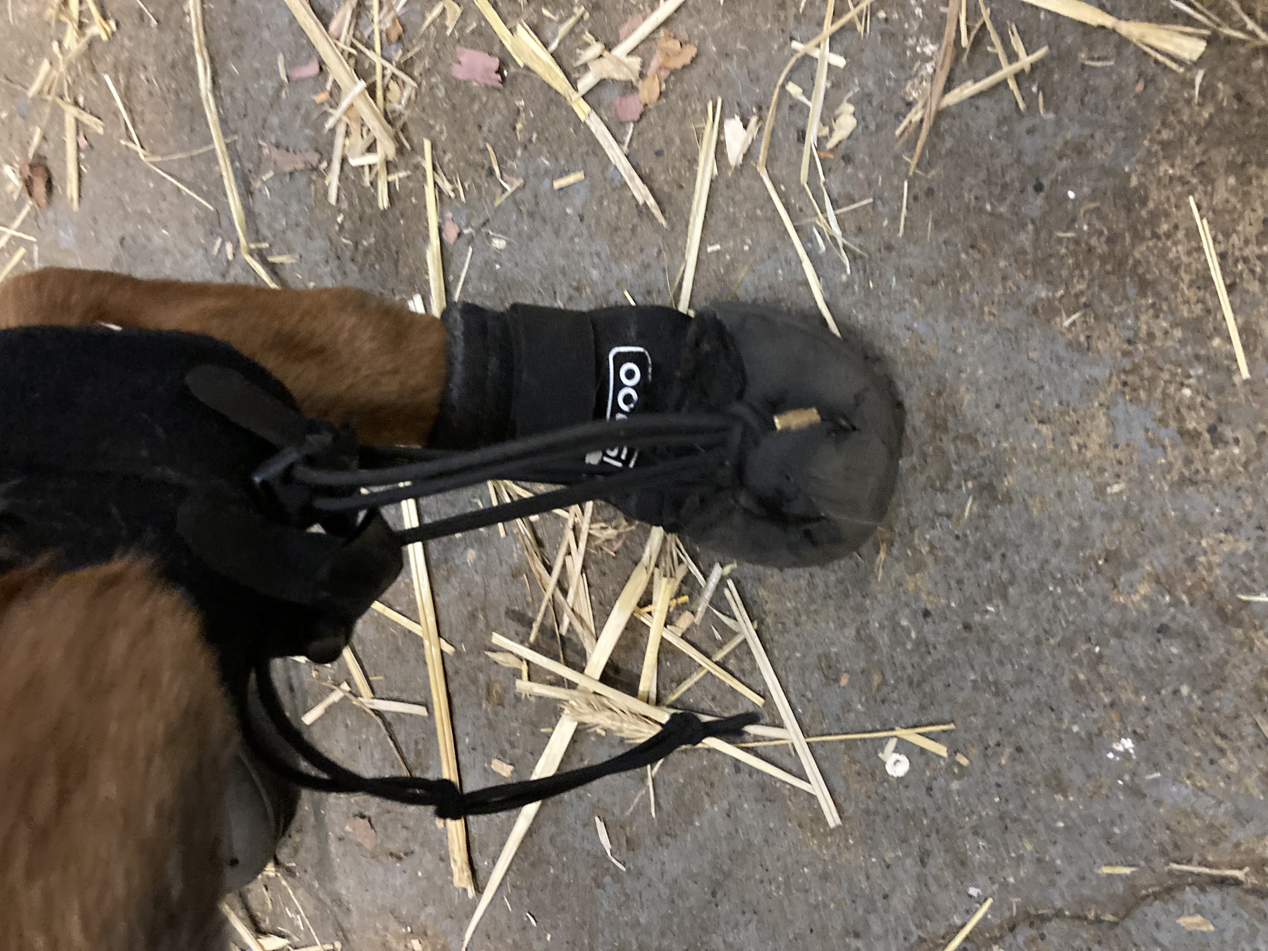 LISPOO Dog Paw Protection Boots review Miranda Gunther 01