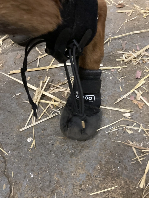 LISPOO Dog Paw Protection Boots review 