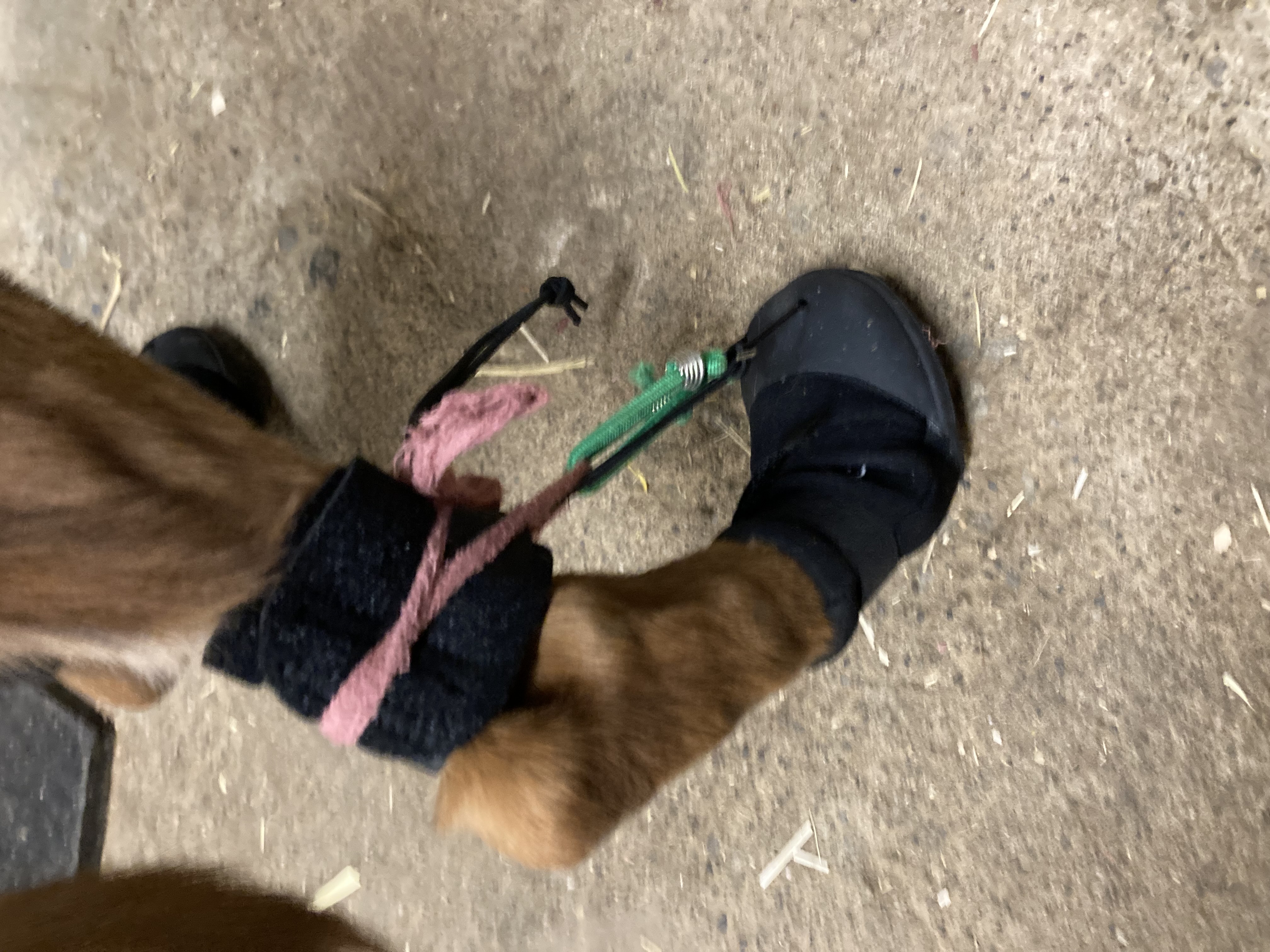 LISPOO Dog Paw Protection Boots review Miranda Gunther 02