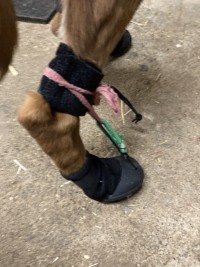 LISPOO Dog Paw Protection Boots review 1