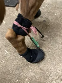 LISPOO Dog Paw Protection Boots review 1