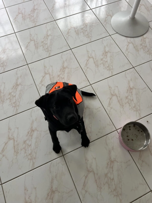 Comfortable Life Jacket for Dogs review 