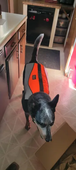 Comfy Canine Float Coat review Cornelius Mary
