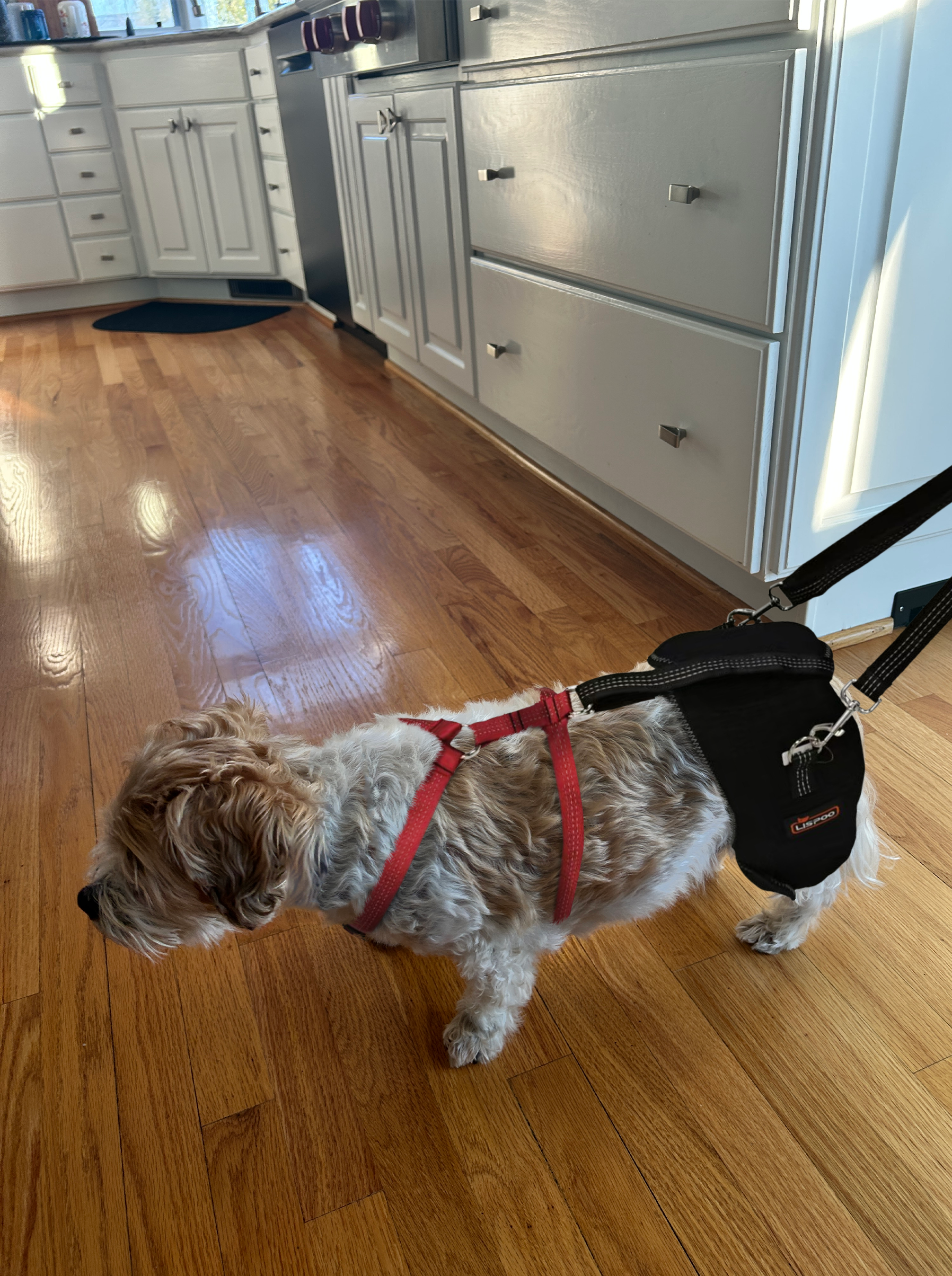 LISPOO Dog Hip Brace with Handle review Franklin Wilson