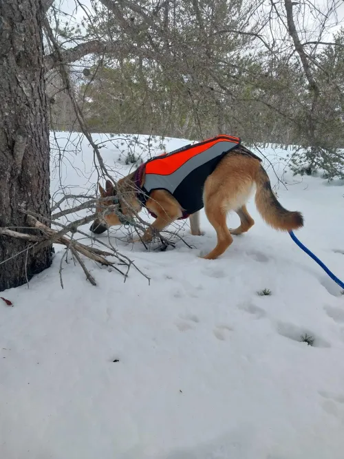 Comfortable Life Jacket for Dogs review 