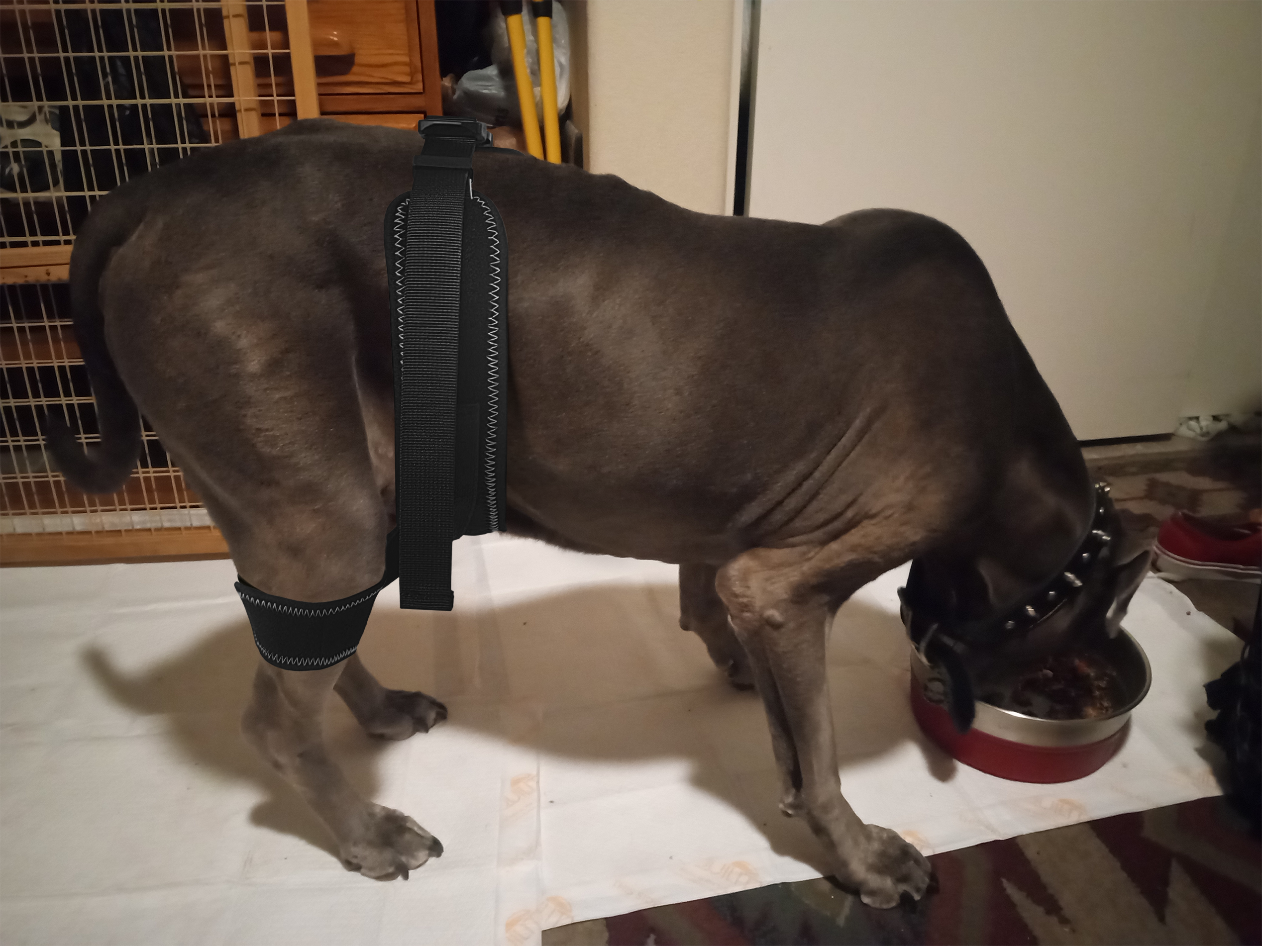 Dog Leg Braces For Hip Dysplasia review Berg Raleign