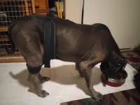 Dog Leg Braces For Hip Dysplasia review 0