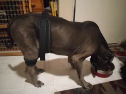 Dog Leg Braces For Hip Dysplasia review Berg Raleign