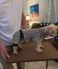 Dog Leg Braces For Hip Dysplasia review 0