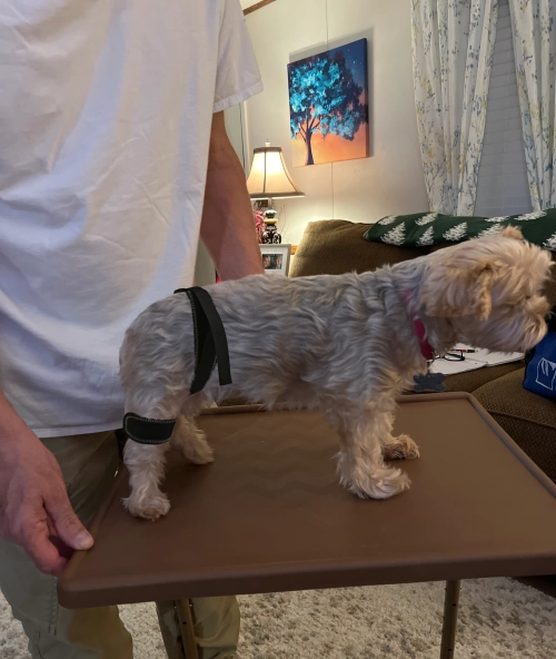 Dog Leg Braces For Hip Dysplasia review 