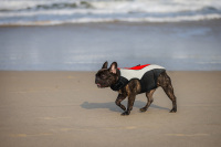 Comfortable Life Jacket for Dogs review 0