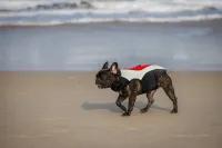 Comfortable Life Jacket for Dogs review 0