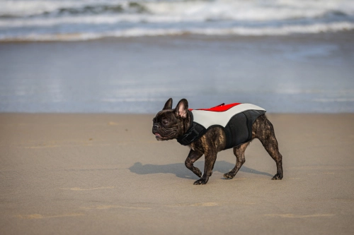 Comfortable Life Jacket for Dogs review 