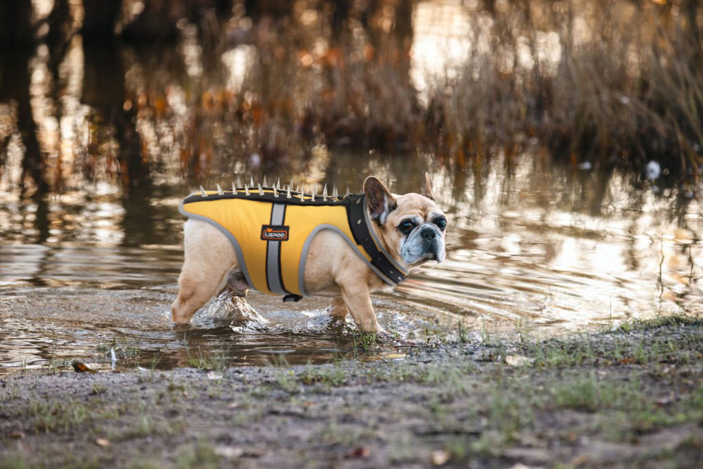 Field Protection Vest for Small and Medium Dogs review Katherine Bulwer