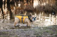 Field Protection Vest for Small and Medium Dogs review 0