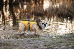 Field Protection Vest for Small and Medium Dogs review  Katherine Bulwer