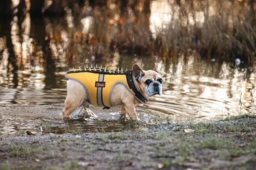 Field Protection Vest for Small and Medium Dogs review 