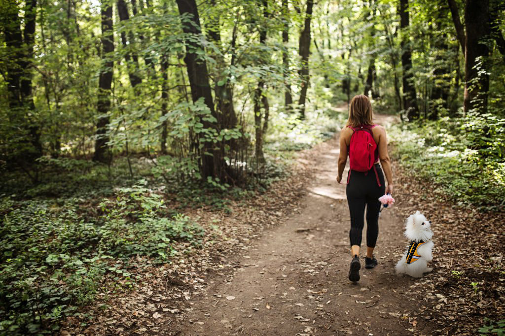 Field Protection Vest for Small and Medium Dogs review Walker Dolly