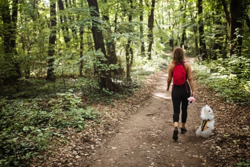 Field Protection Vest for Small and Medium Dogs review 