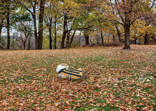 Field Protection Vest for Small and Medium Dogs review Adelaide Cocker