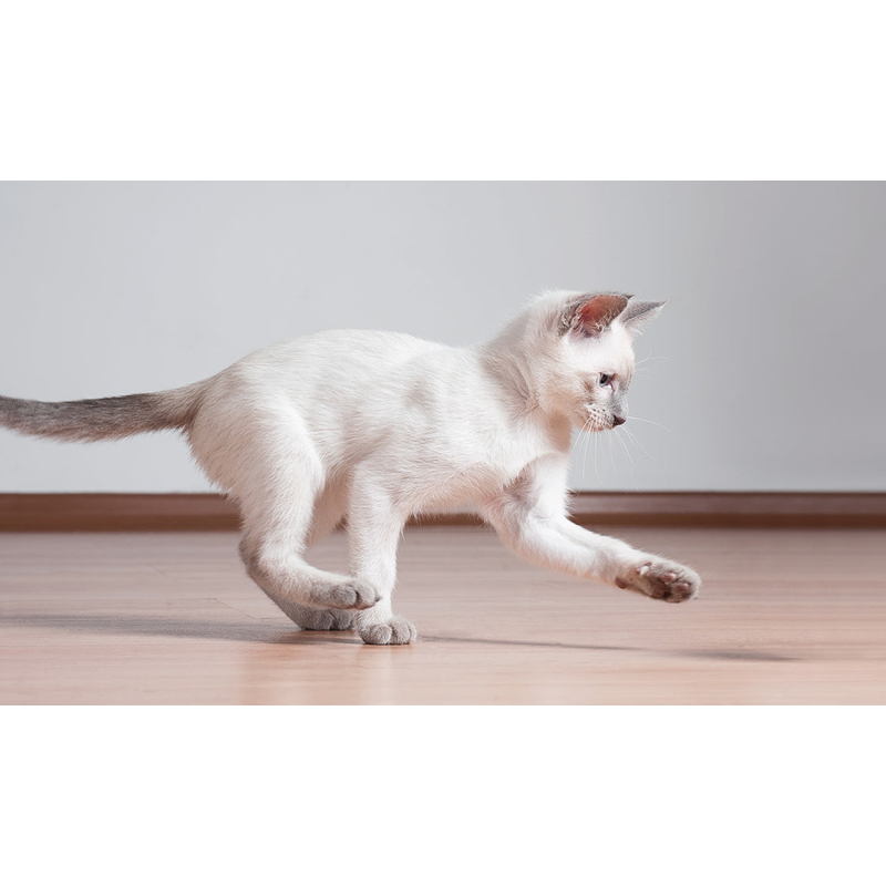 7 Tips for New Cat Owners