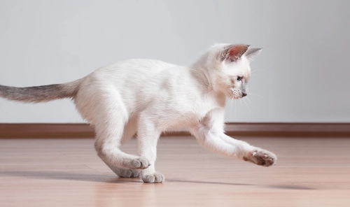 7 Tips for New Cat Owners