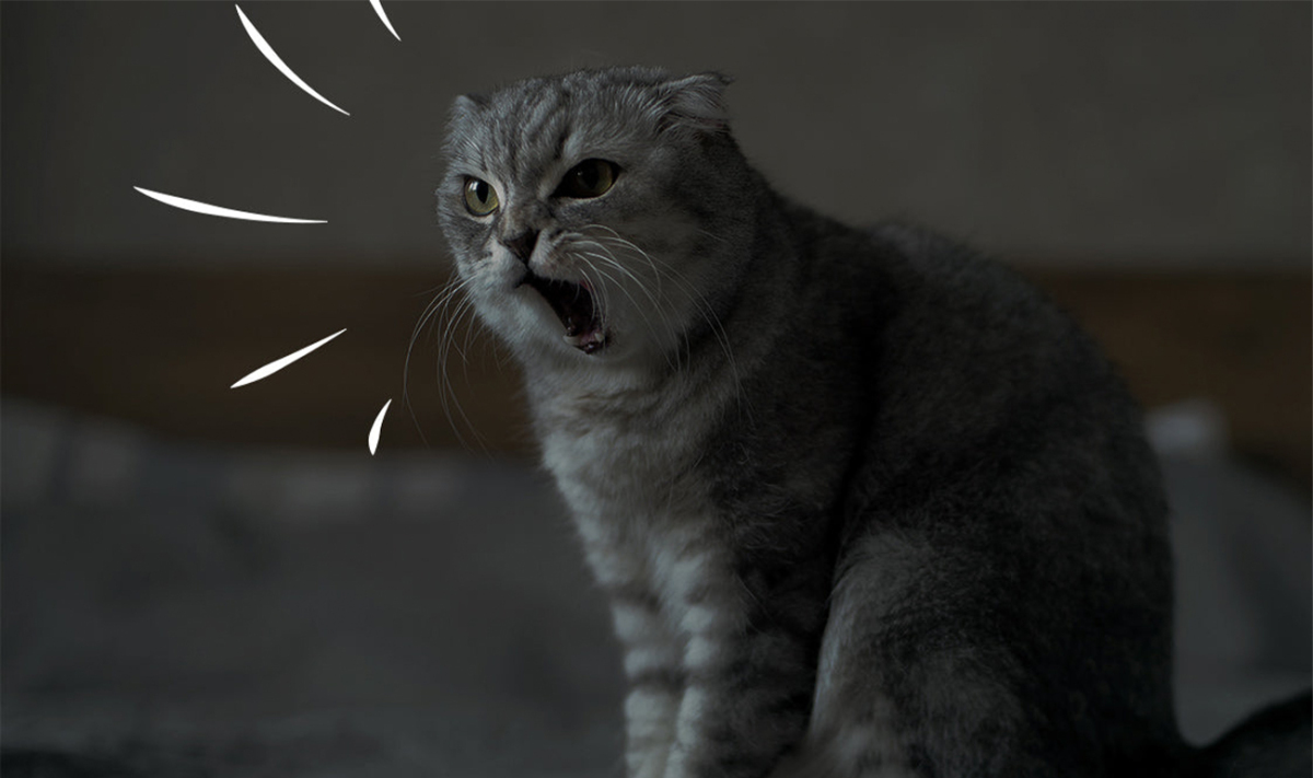 Why Is My Cat Meowing In The Morning?